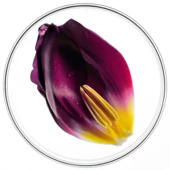 Phyto Phytocyane Gradual Hair Loss Ampoules (aging, Menopause, Heredity) 12x5ml -Ly-skin Sales Store Lyskin Phyto phytocyane gradual hair loss PHY00113 1