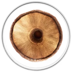 Phyto Phytocyane Men Hair Loss Ampoules (heredity, Weakened Hair) 12x3,5ml -Ly-skin Sales Store Lyskin Phyto phytocyane men hair loss ampoules PHY00114 3